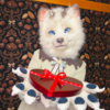 @ChocNutsFoxのアバター画像